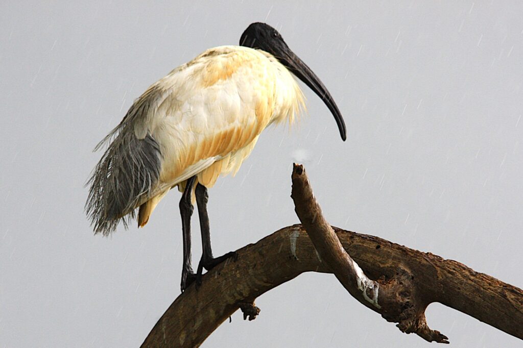 African Sacred Ibis