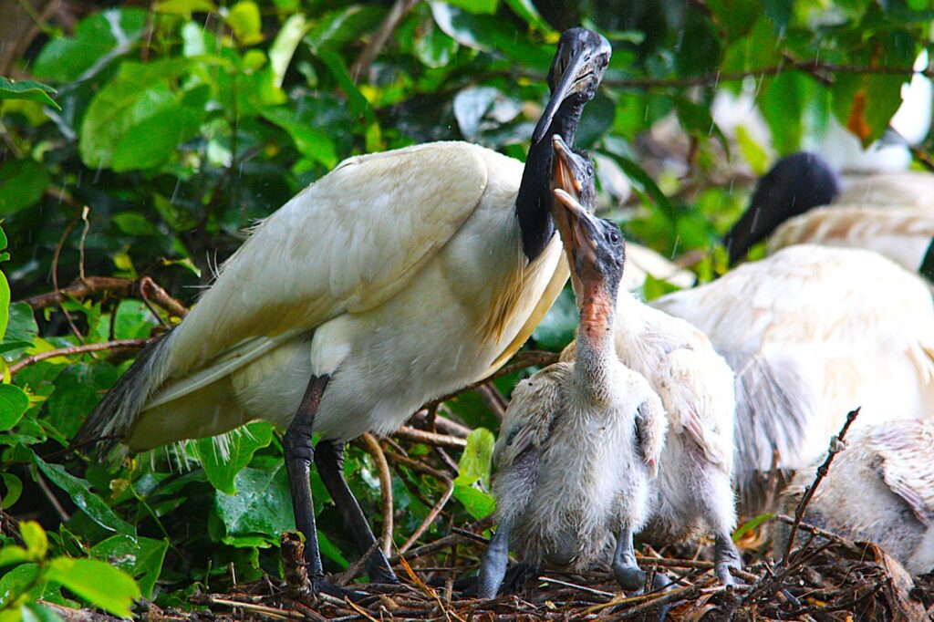 African Sacred Ibis with chicks