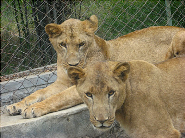 Baby Lions in Bannerghatta National Park