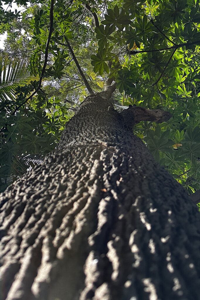 Bangalore’s Majestic Grevillea Robusta