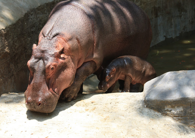 Bannerghatta-National-Park-visit-baby-hippopotamus