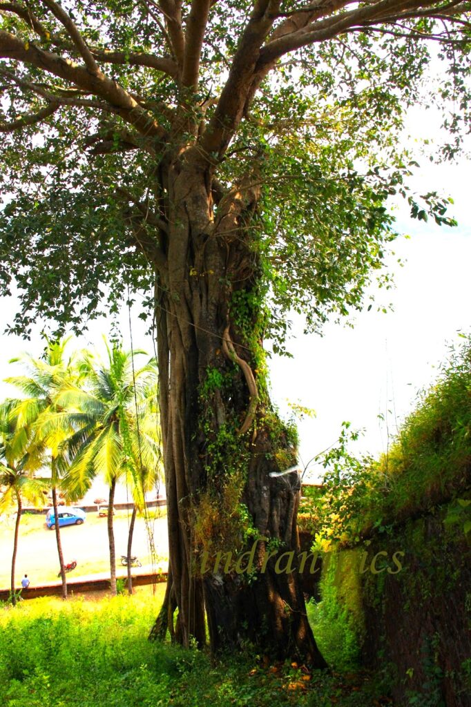 Banyan tree Reis Magos Fort