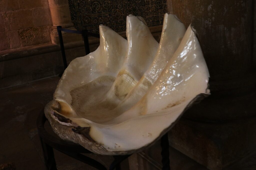 Tridacna Shell used as Baptismal Font with water for baptism