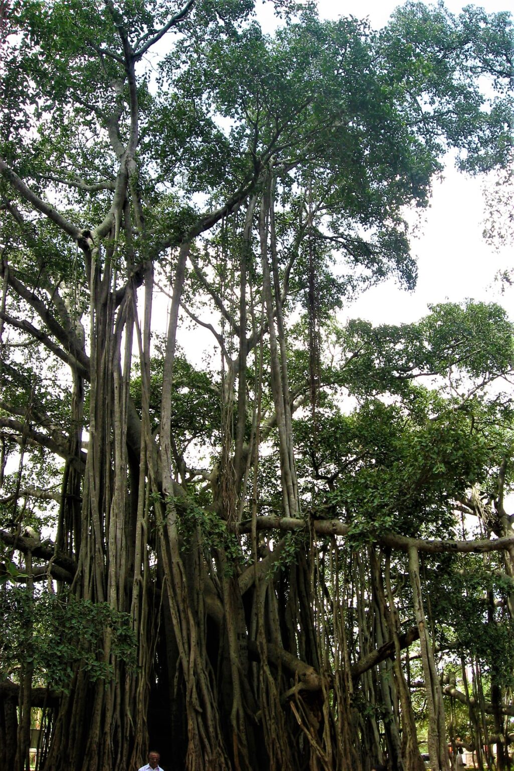 Visit to Big Banyan Tree of Bangalore - i Share