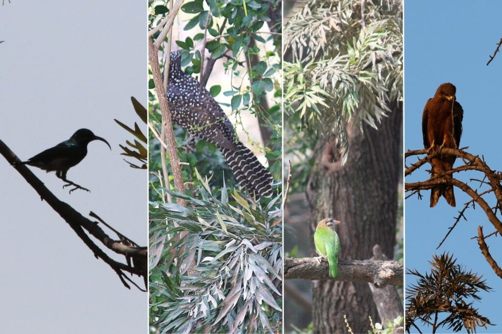 Birds perched on Silver Oak Tree branch