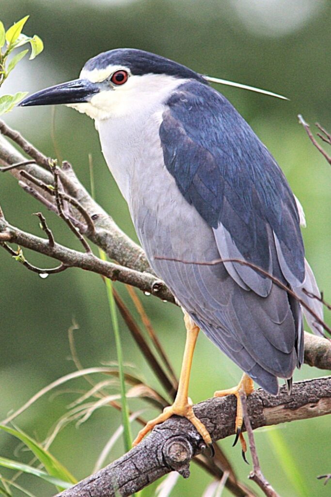 Black-crowned Night Heron