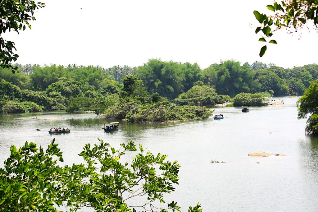 Boating around Islands of Ranganathittu Bird Sanctuary
