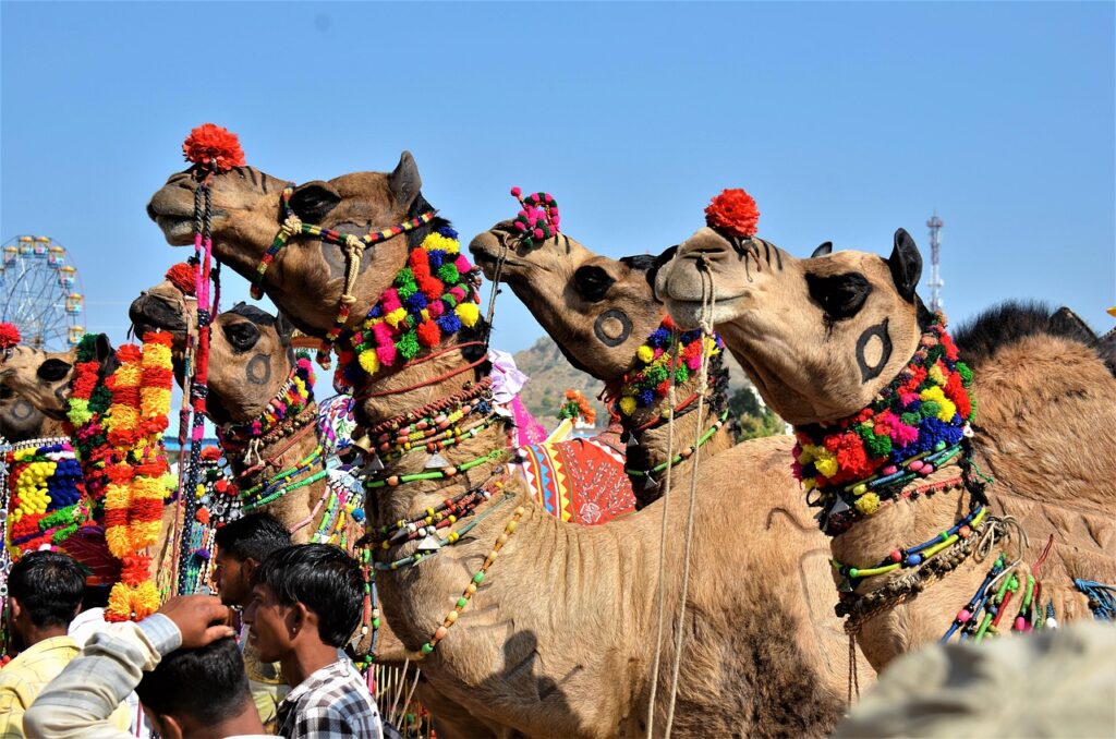 November Festivals in India - Camel fair in Pushkar