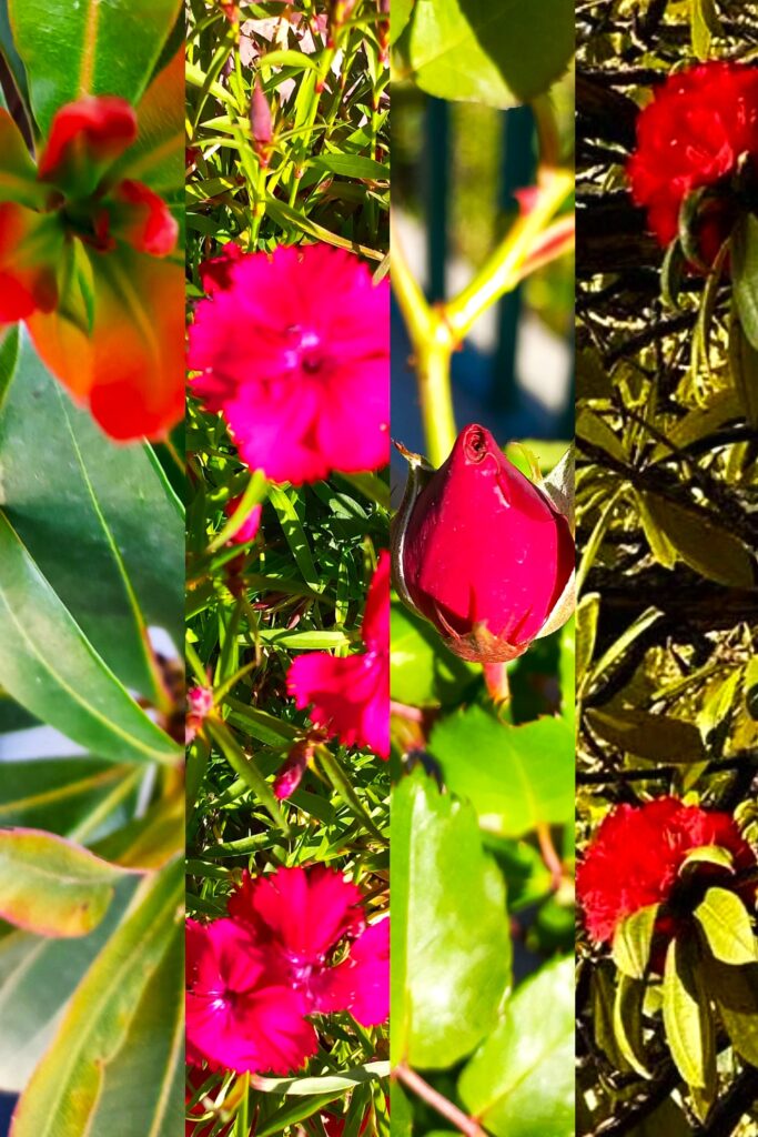 Company Garden Blooms
