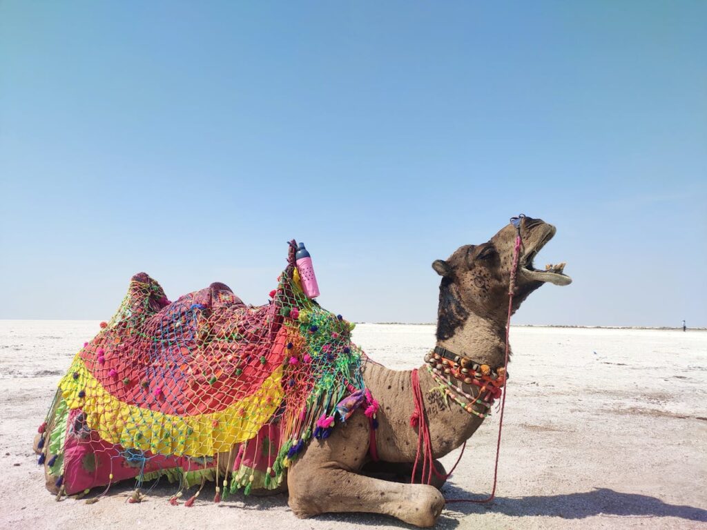 Decorated Camel Resting in Rann of Kutch Desert