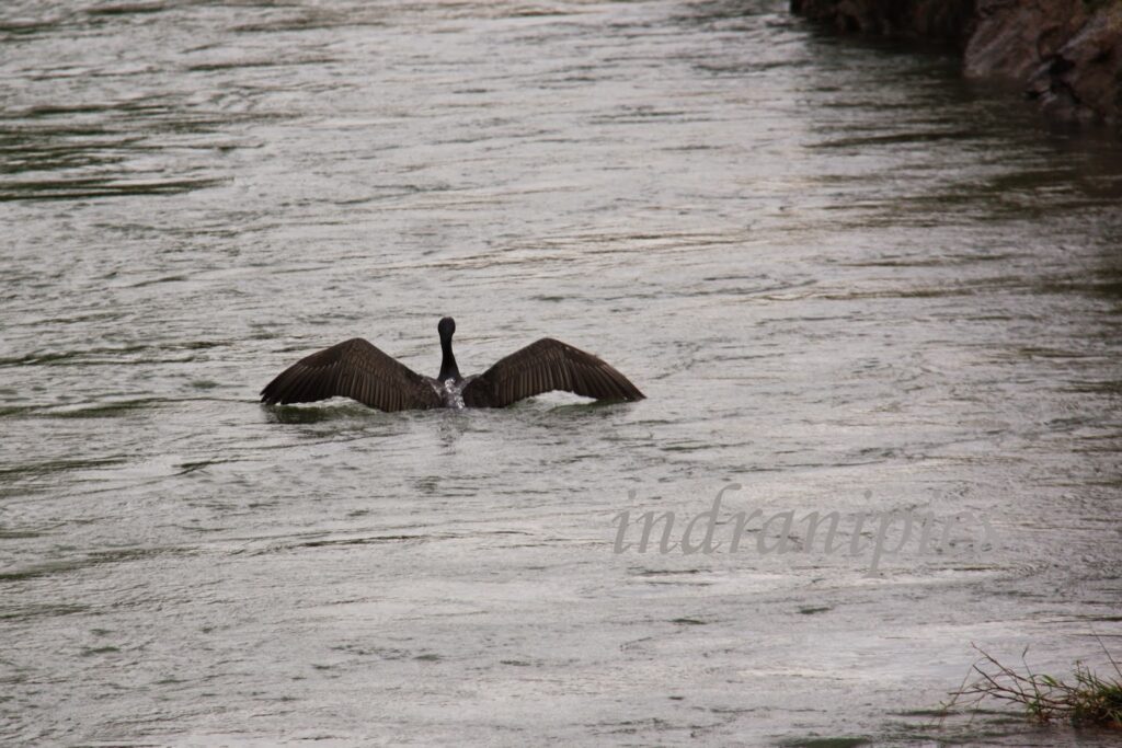 Egret in take off mode