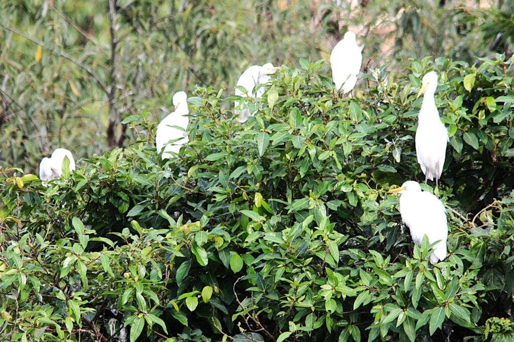 Egrets in Ranganathittu Sanctuary