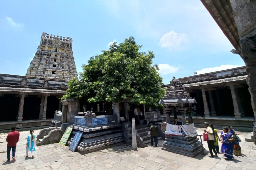 The Ekambaranathar Temple sacred Mango tree that I saw in 2010 had grown huge in 2022
