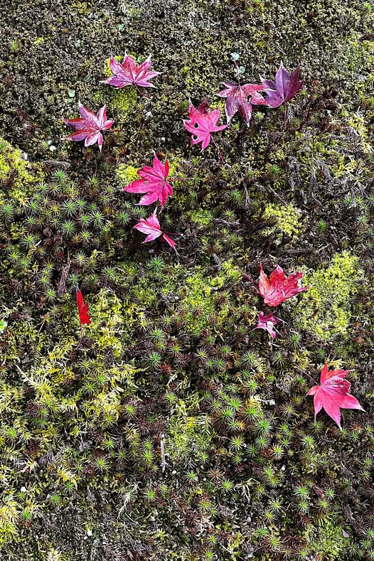Fallen Maple leaf on Green Moss