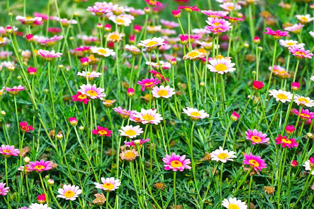 Flowers from Praça da República Tomar