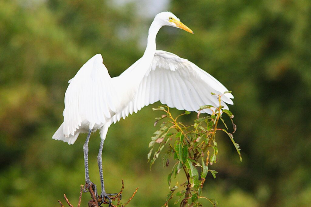 Great Egret