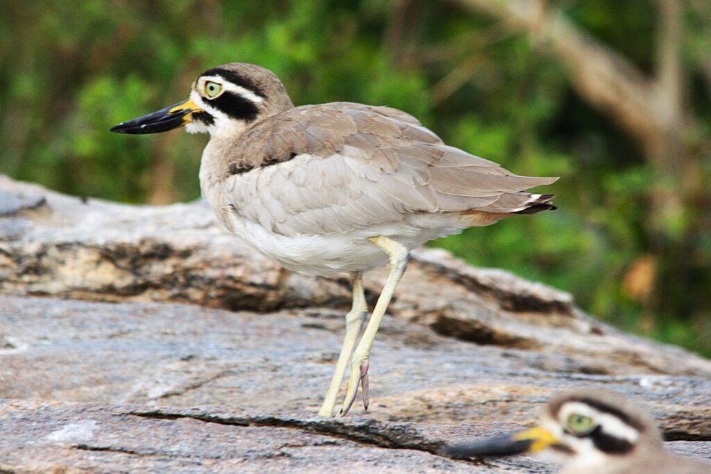 Great Thick-knee