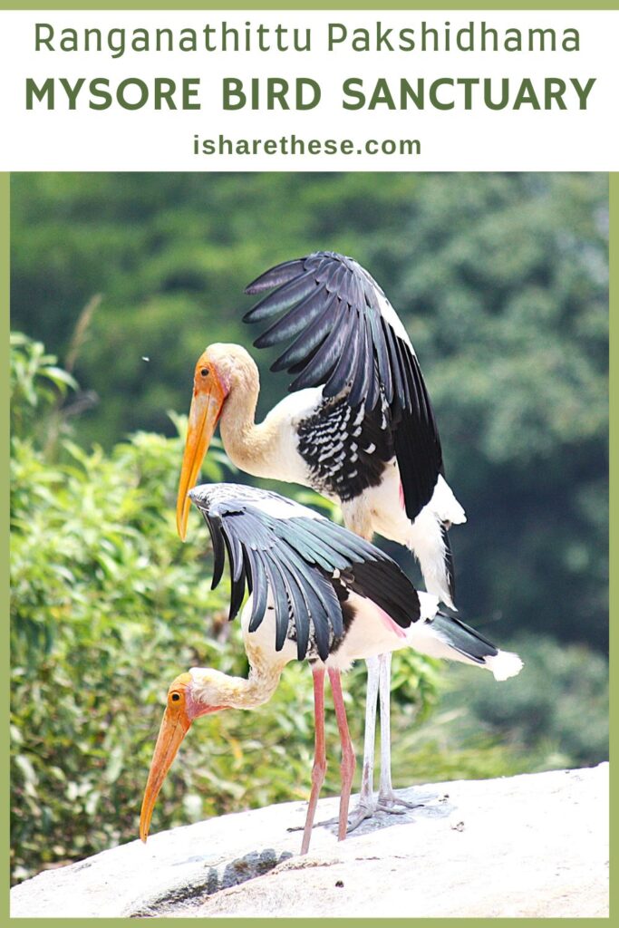 Guide to Ranganathittu Bird Sanctuary by Indrani