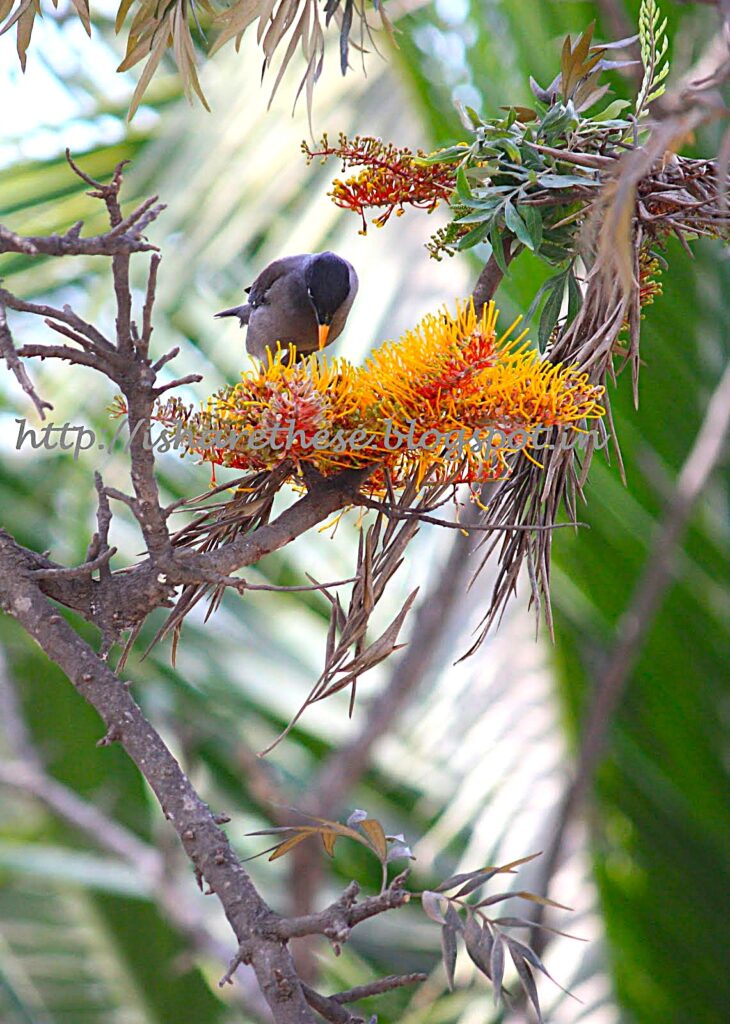 Jungle Myna on Flowers