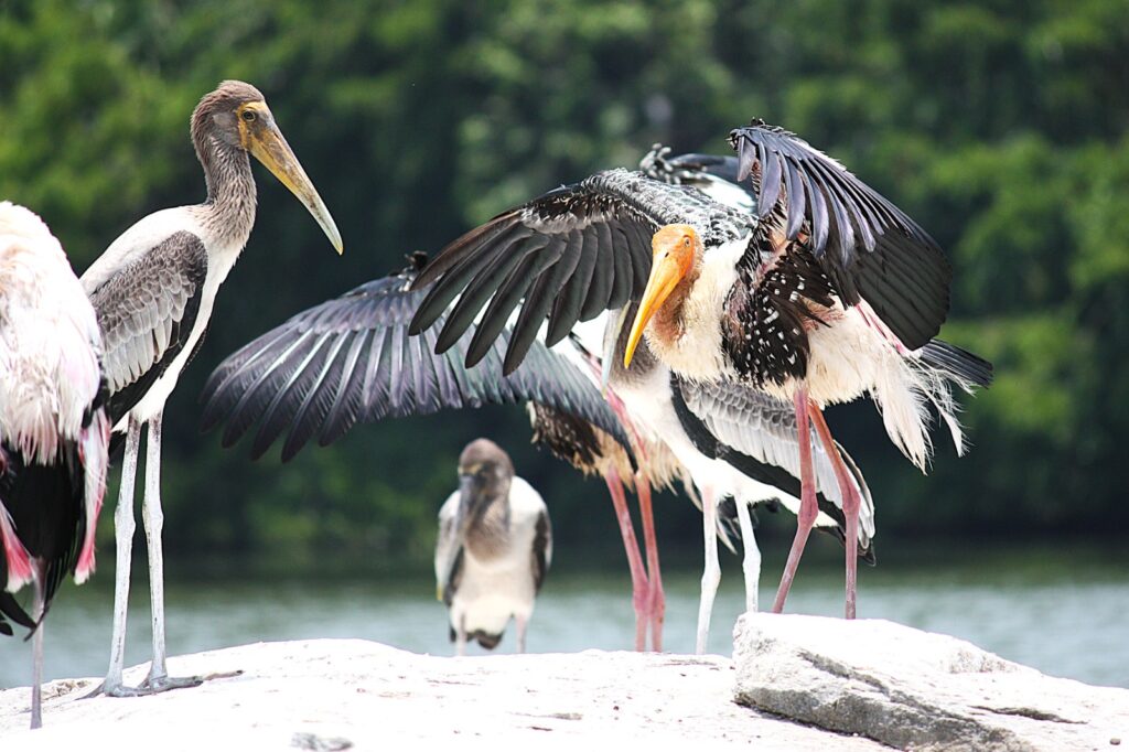 Juvenile painted stork and Adult Painted Stork