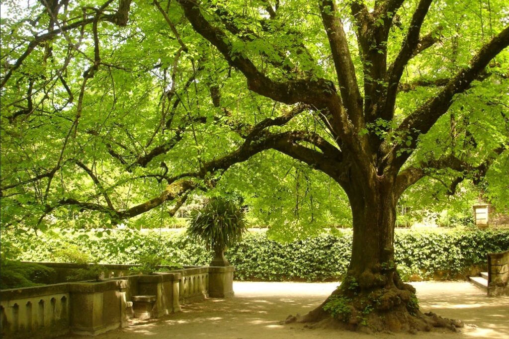 Majestic Tree in Coimbra Botanical Garden