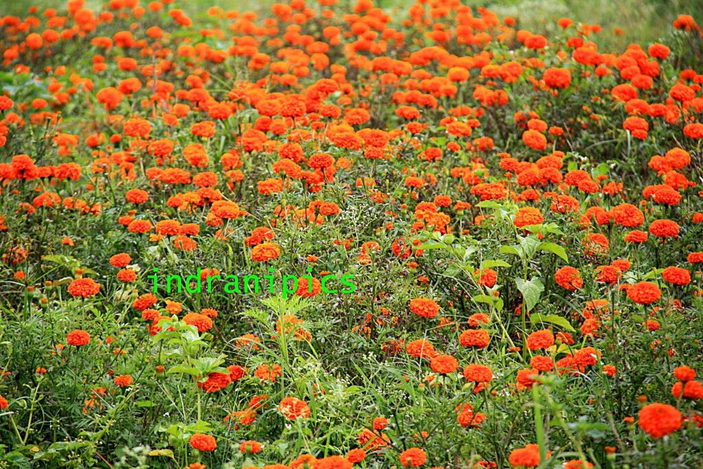 Marigold Fields Karnataka
