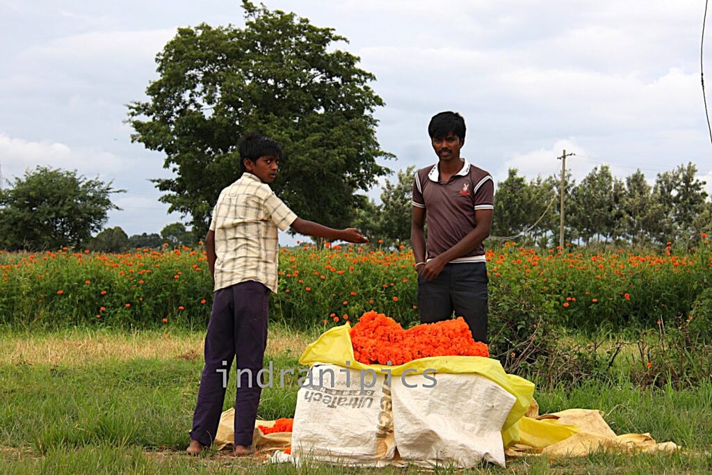 Marigold Flower seller of Karnataka
