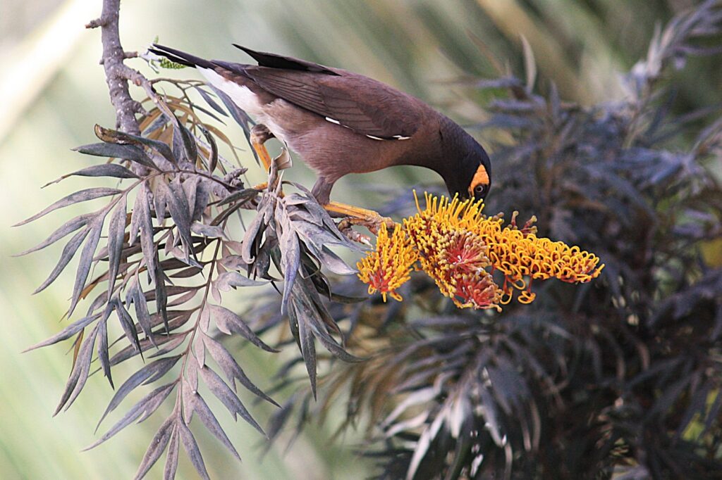 Myna feeding on nectar of flowers