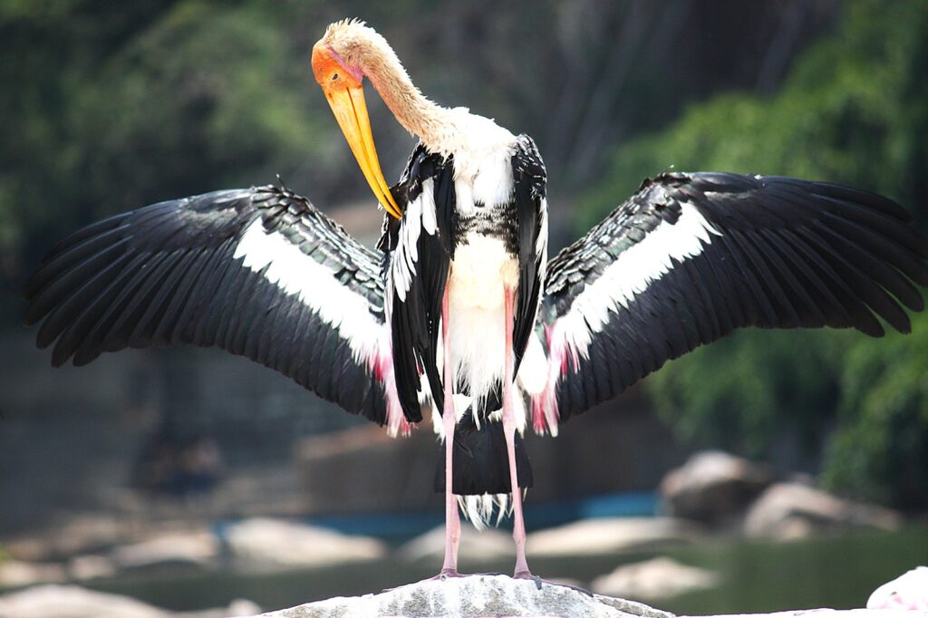 Painted Storks preening feathers