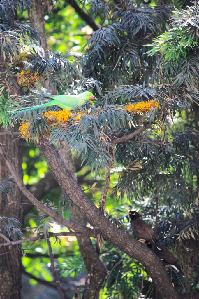 Parrot and Mynas on Silver Oak tree branch
