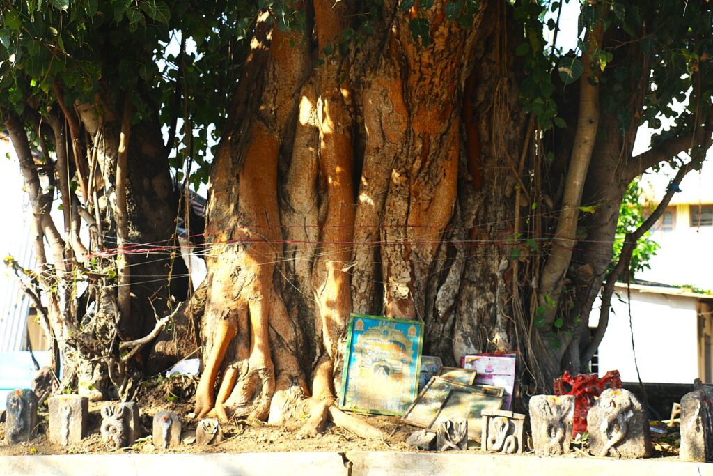 Peepal Tree worshipped inside Lakshmi Narasimha Temple Complex by Indrani