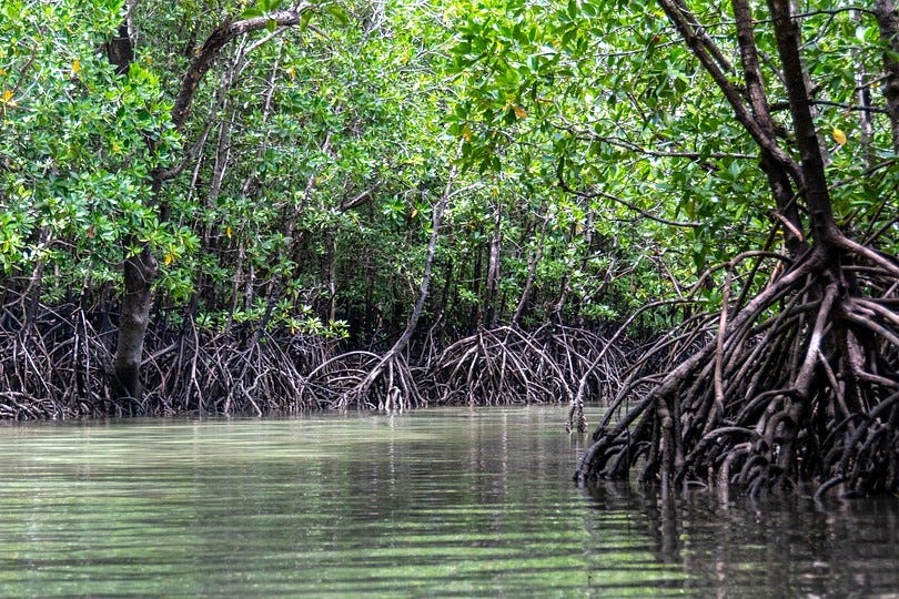 Pichavaram Mangroves