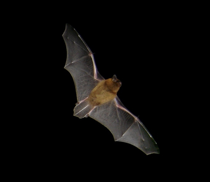 Pipistrellus in flight