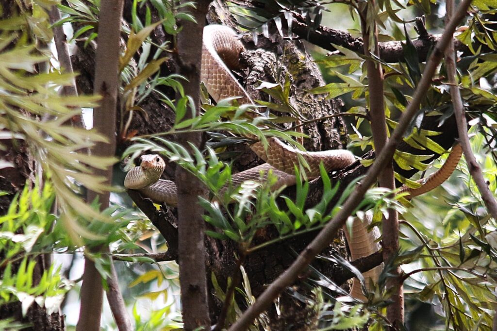 Rat Snake after gobbling Parrot Eggs