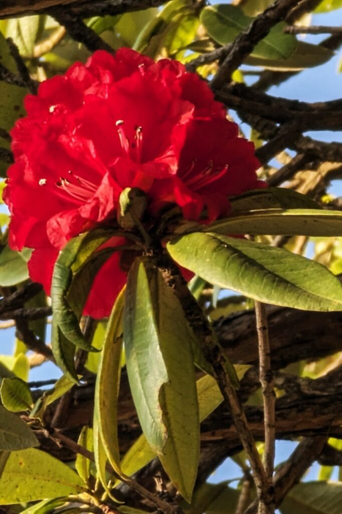 Red Rhododendron from Mussoorie