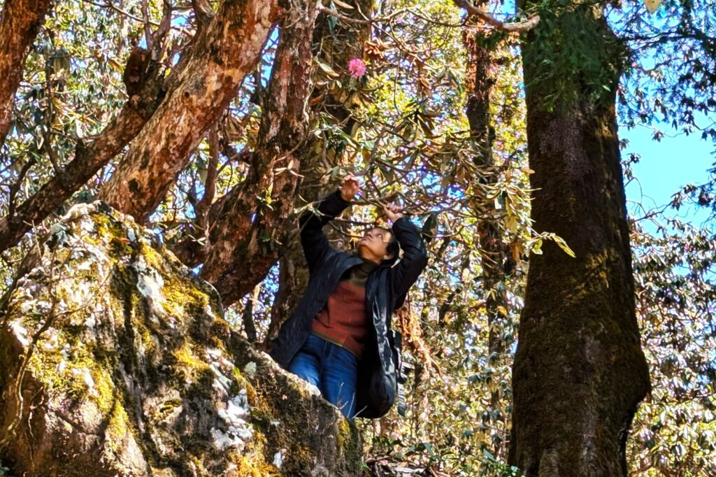Rhododendron plucking in Mussoorie hills