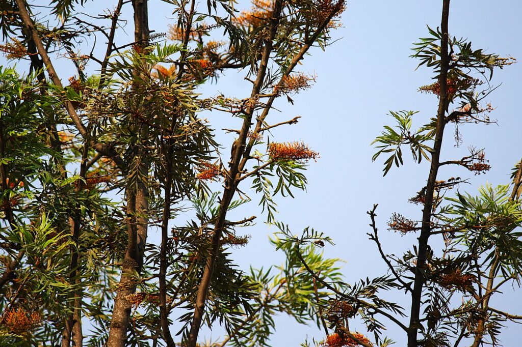 Silver Oak Tree Bangalore