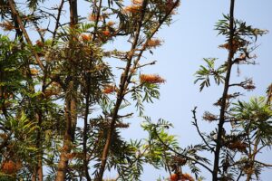 Silver Oak Tree Bangalore