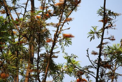 Silver Oak Tree Bangalore