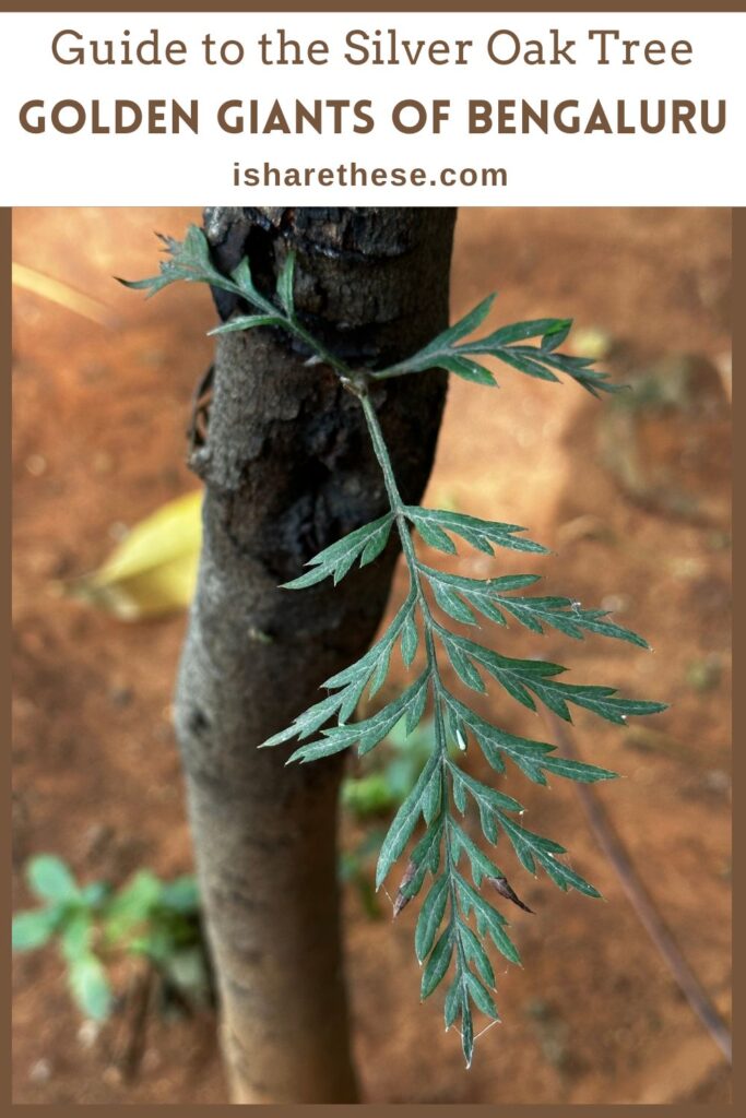 Silver Oak Tree Guide by Indrani