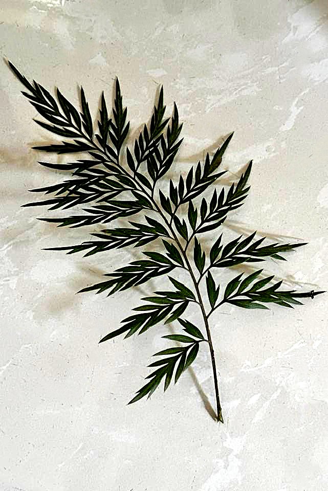 Silver Oak Tree - Leaf