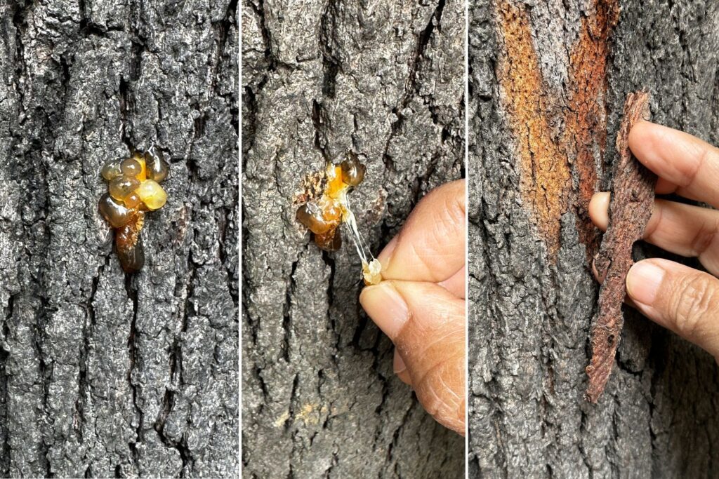 Silver Oak Tree Trunk - Gum and Bark