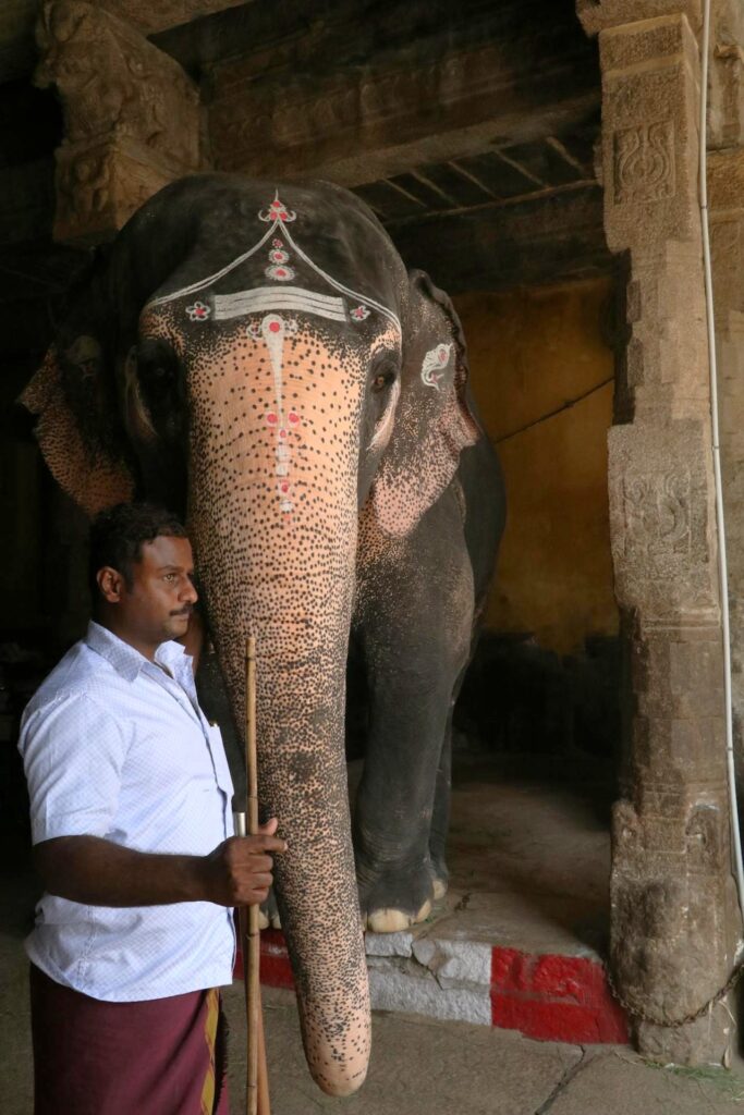 Elephant in Meenakshi Temple