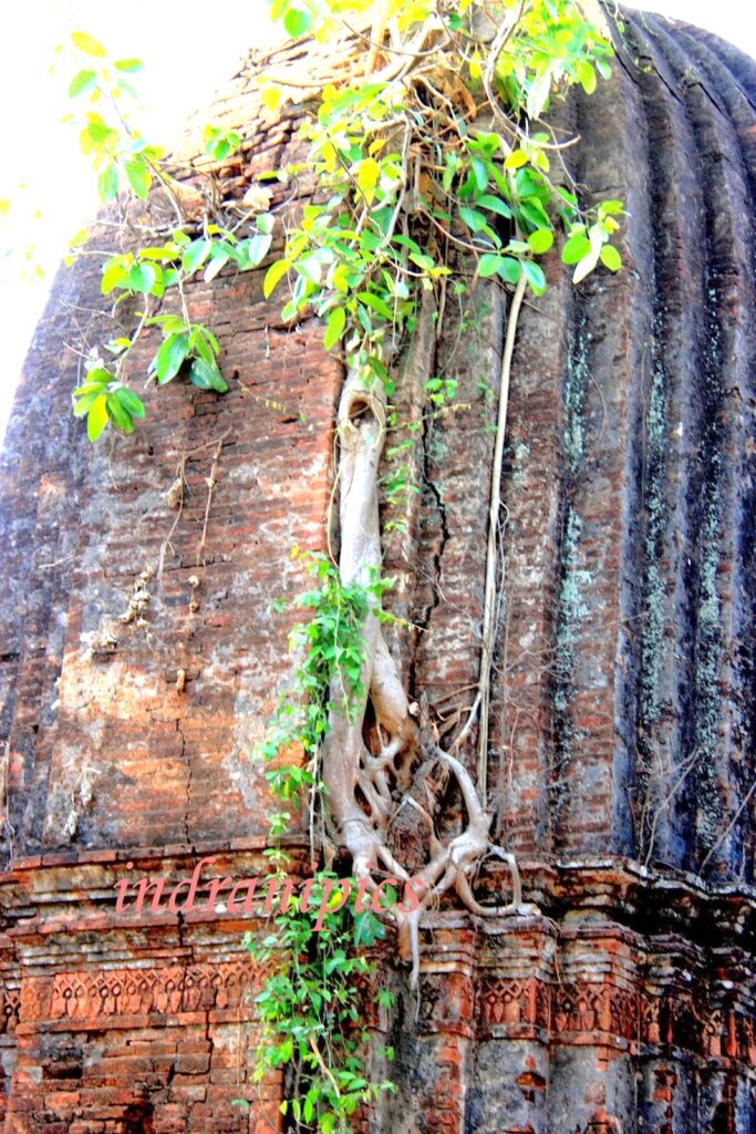 The Threats to the Temples — Vegetation