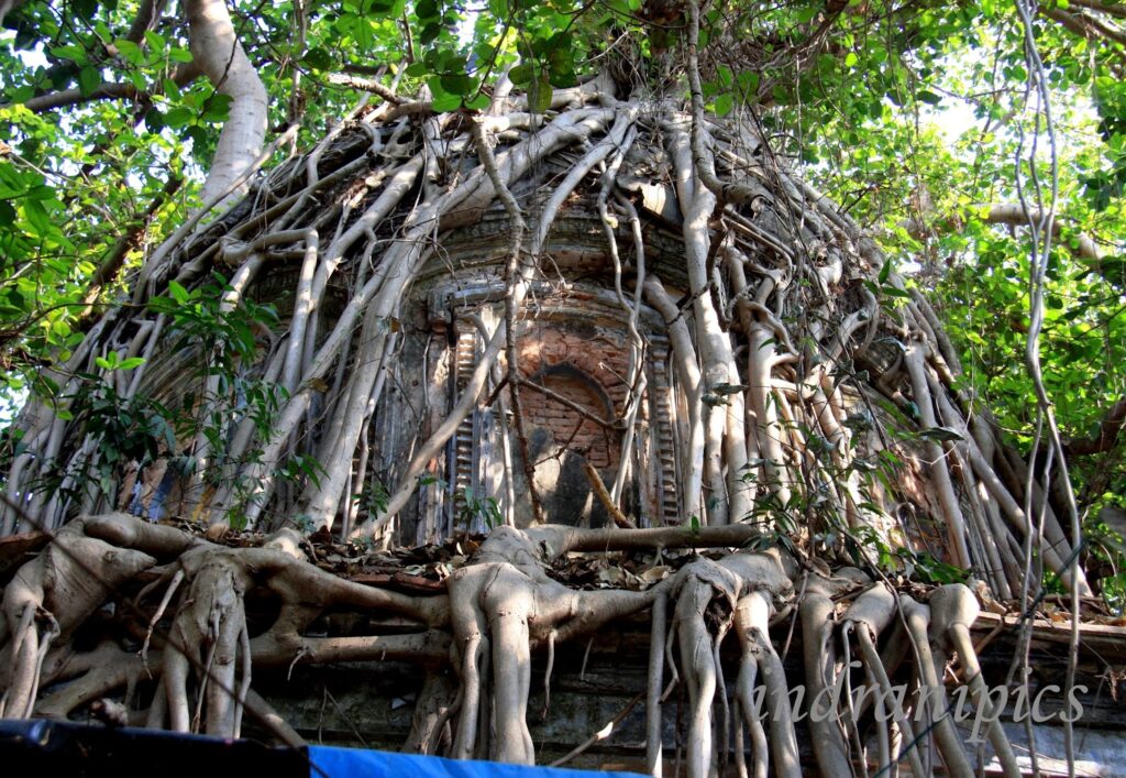 Tree Take Over a Temple