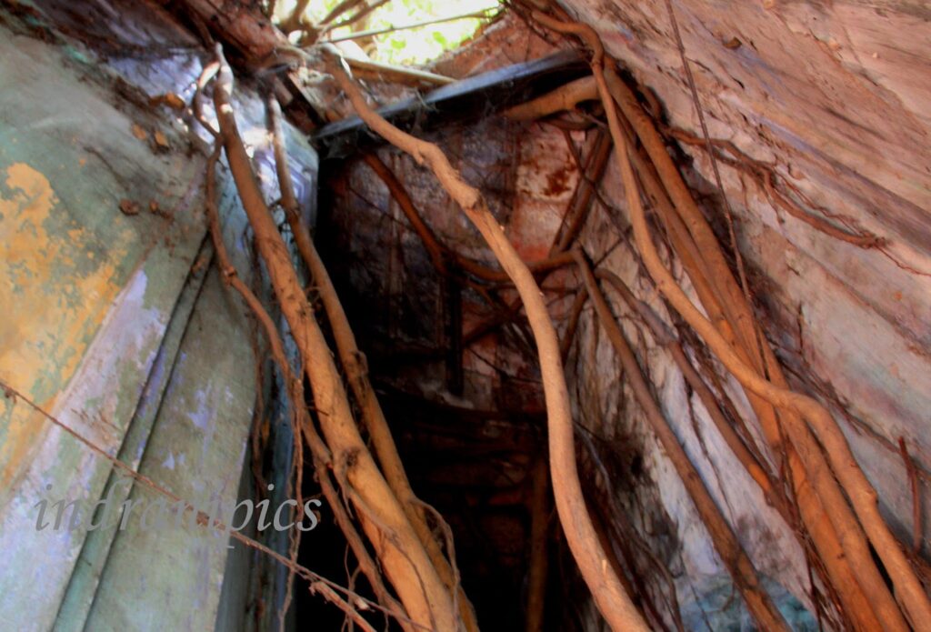 Tree Take Over a Temple in Mayapur