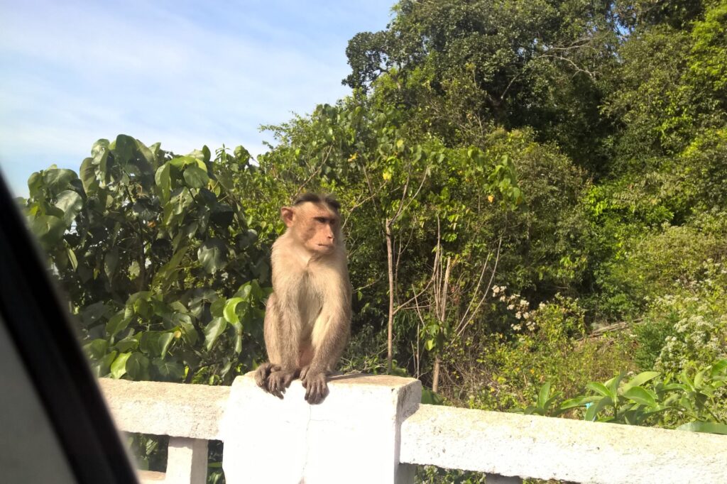 Uninterested Monkey turns its face away from an Interested Photographer