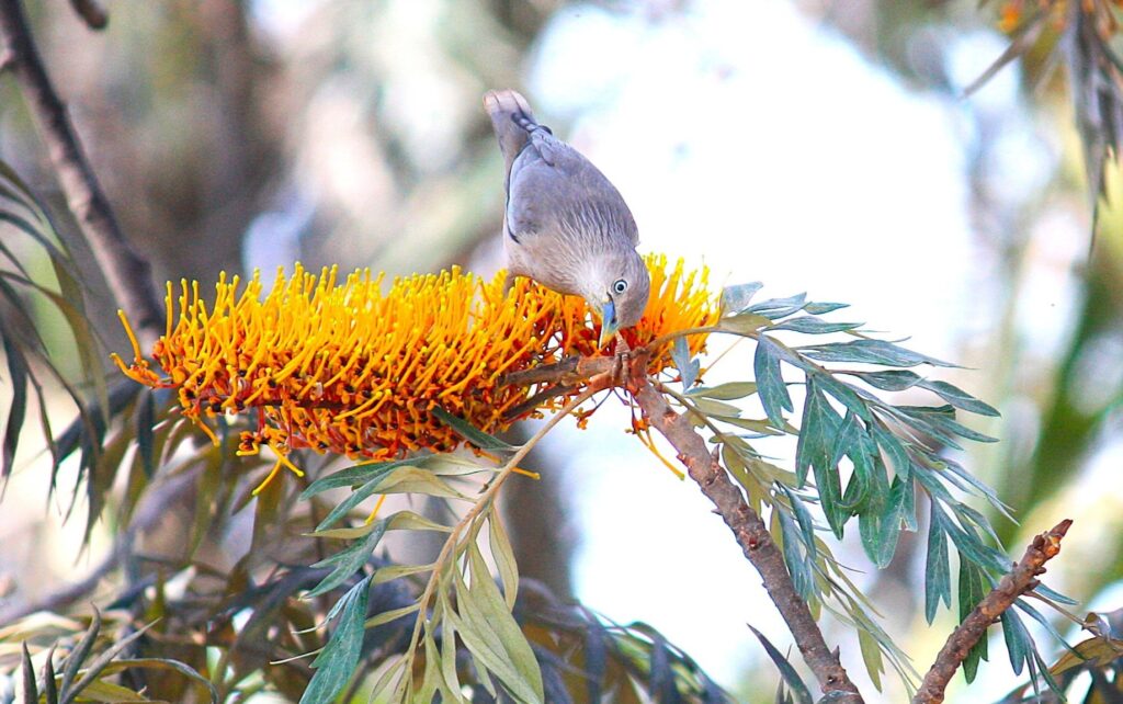 White Eye feeding on Silver Oak flower