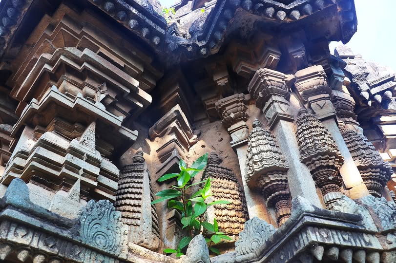 Young trees getting grip of the temple - a shocking sight by Indrani