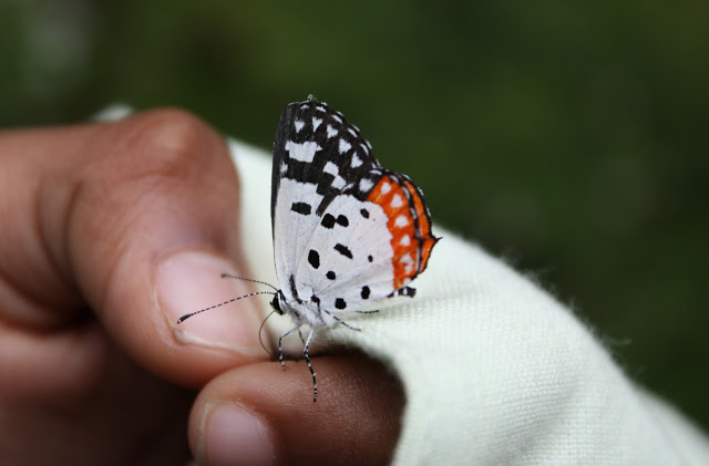 butterfly on hand Bannerghatta national park visit
